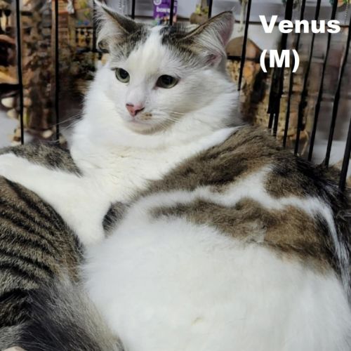 Venus 