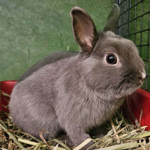 Peppercorn 