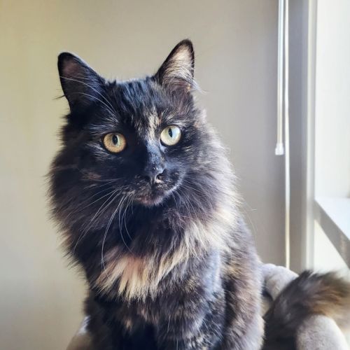 Suzi *9 Lives Project Rescue*