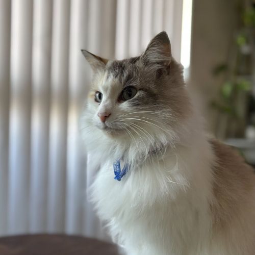 Mila