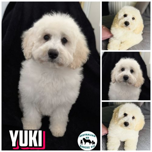 Yuki 