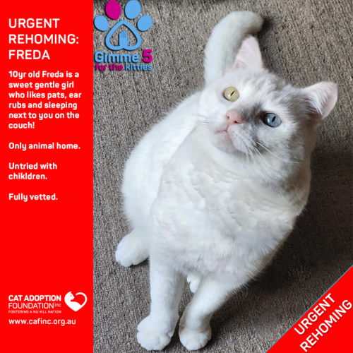 Freda Private Rehoming No Charge!