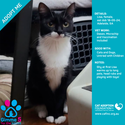 Lisa Only $80 Fully Vetted!