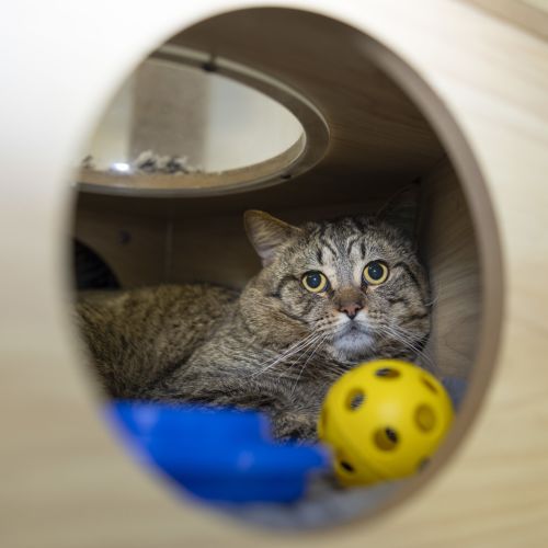 Ralfie (previously Purrcasso)