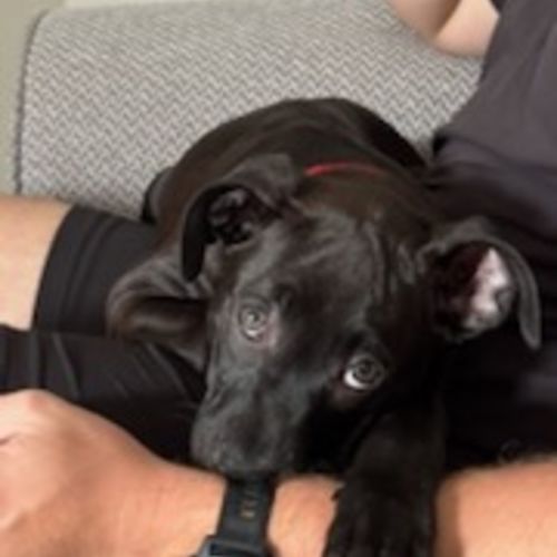 Tux - 4 Month Old Staffy X