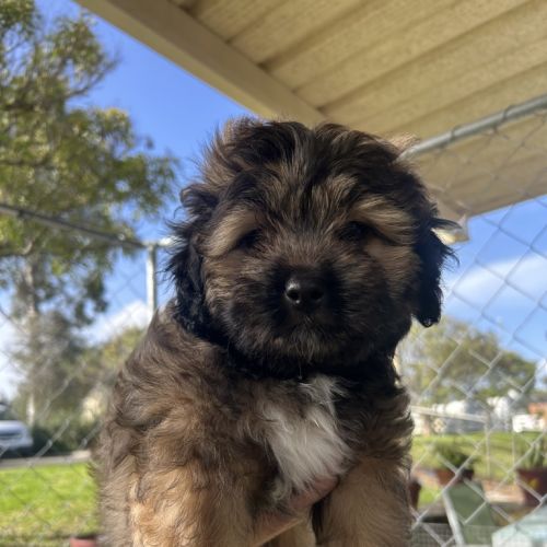 Teddy (meatball)