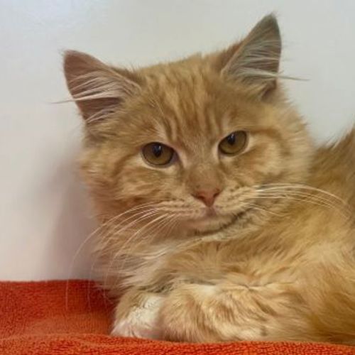 Leo