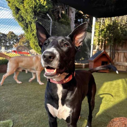 No photo for Buttercup