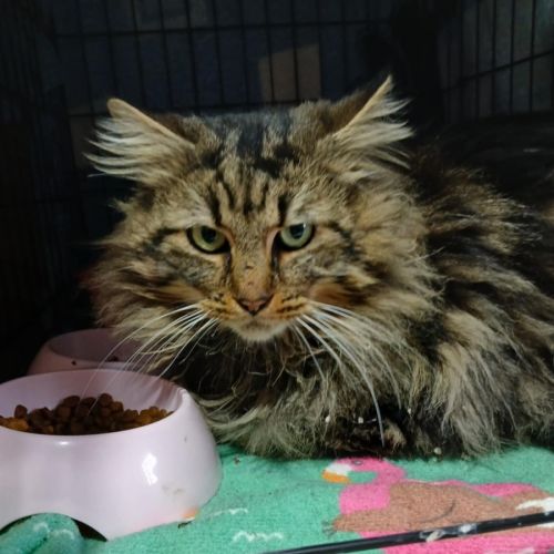 Tweedledum.* 9 Lives Project Rescue*