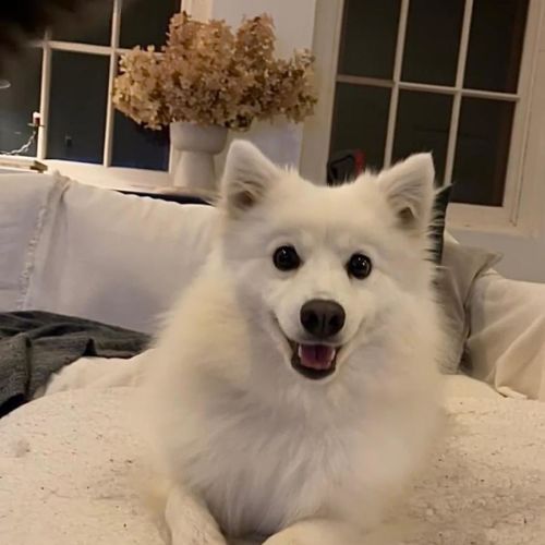 Bella 