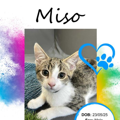 Miso