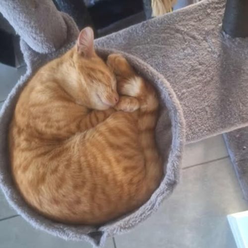 No photo for Romance 