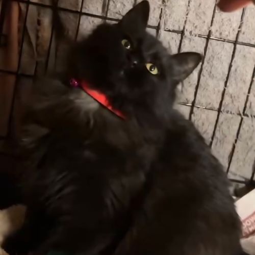 Sally * 9 Lives Project Rescue* 