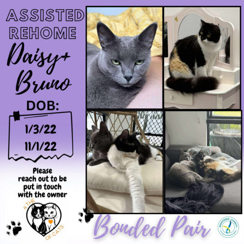 Bruno + Daisy