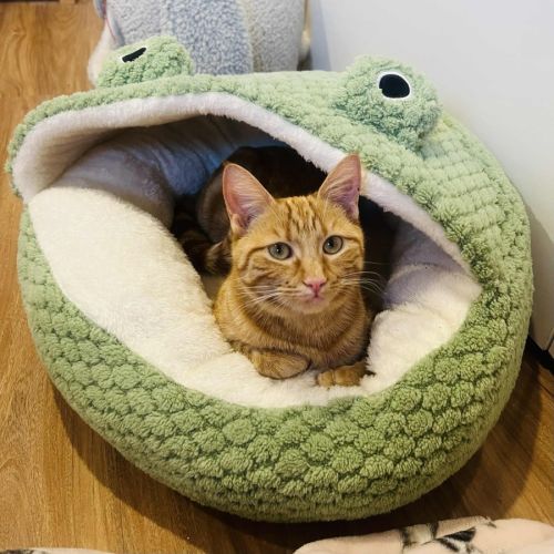 Saffron - In foster care in Doreen