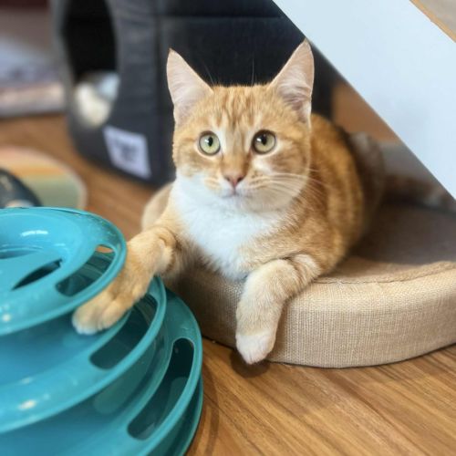 Rupert - In foster care in Doreen