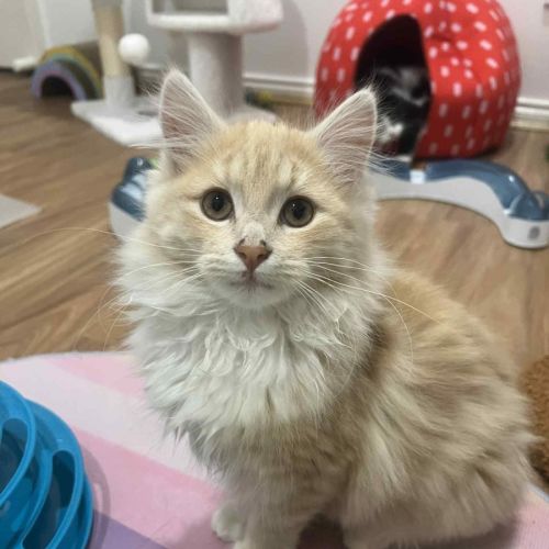 Juniper - In foster in Doreen