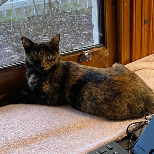 Dara - In foster care in Brunswick