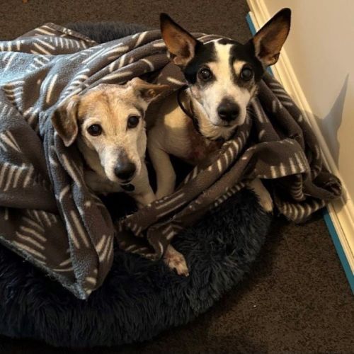 Ruby and Vincent Silvanus