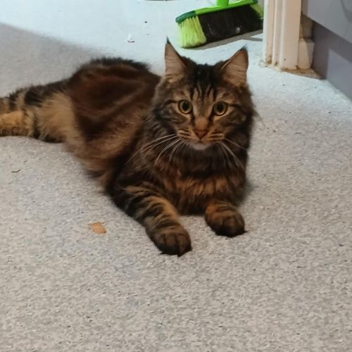 Tweedledee * 9 Lives Project Rescue