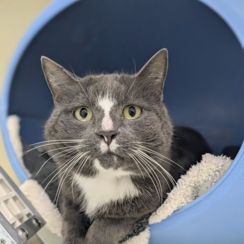 💟 Smudge 6353 💟