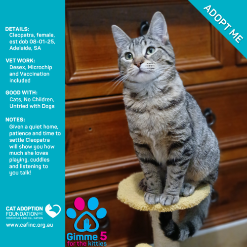 Cleopatra Just $120 Fully Vetted!