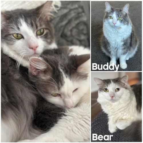 No photo for 6644 & 6645 Bear & Buddy