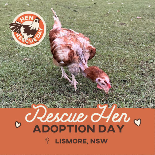 Rescue Hens - Lismore (NSW)