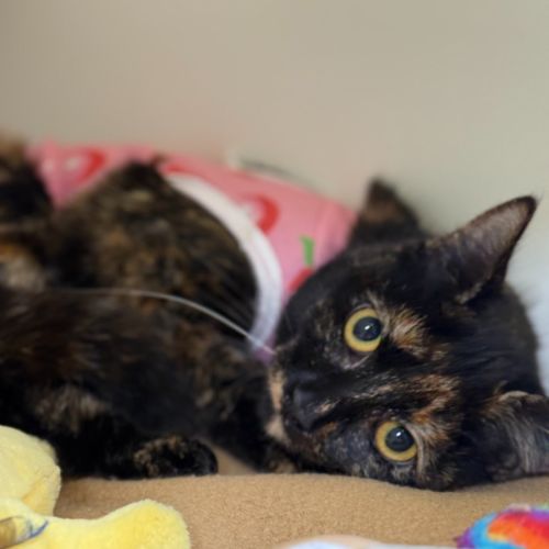 🩰 Dapple 6394 🩰