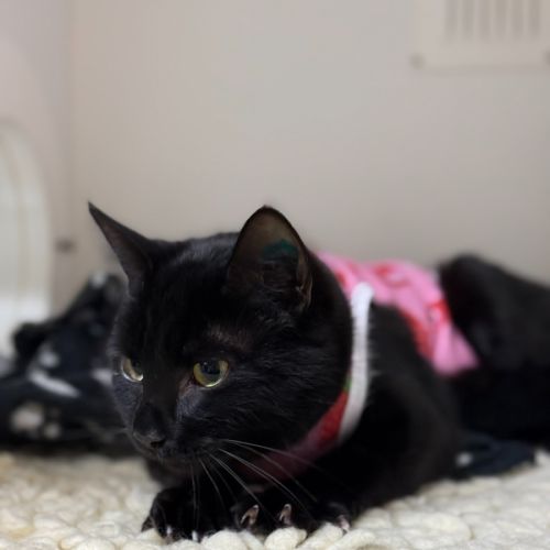 🎬 Raven 6393 🎬