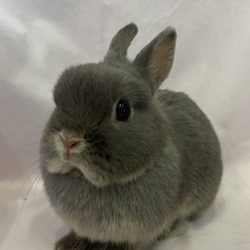 Cloves (bonded To Star Anise)