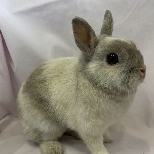 Star Anise (bonded To Cloves)