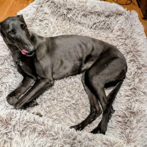 Lucy Lou, the greyhound