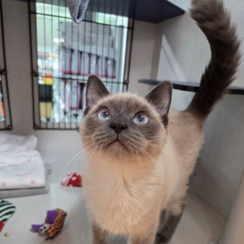 Tobias