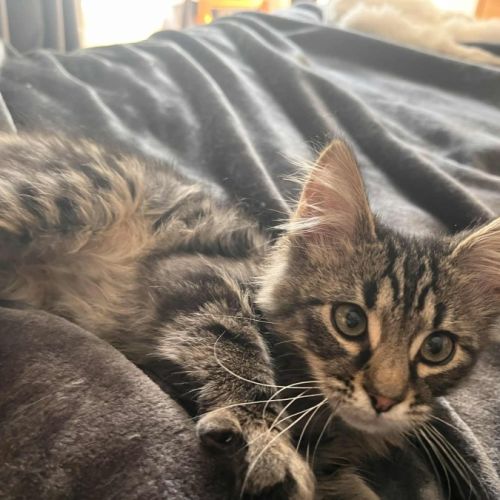 Bucket - In foster care in Greensborough