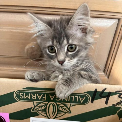 Trowel - In foster care in Greensborough