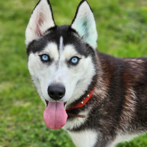 🎠 Medusa 6366 🎠 (Happily Adopted 🥰)