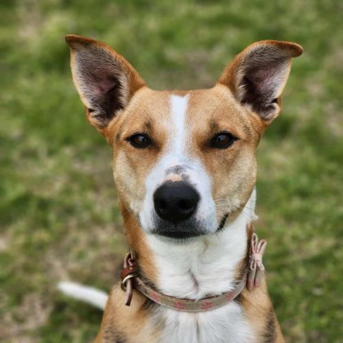 🌼 Daisy 6367 🌼