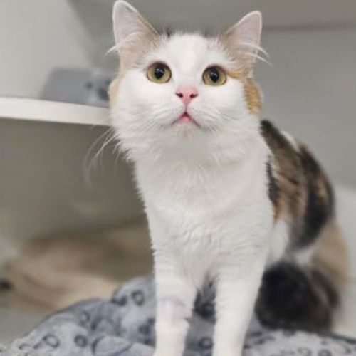 Mimi