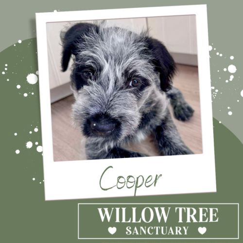 Cooper