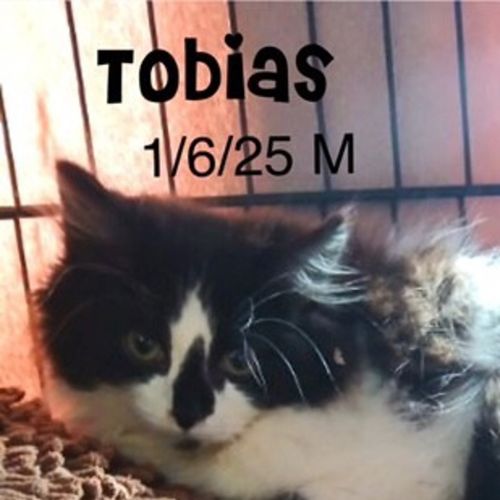 Tobias