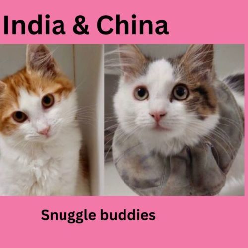 India & China