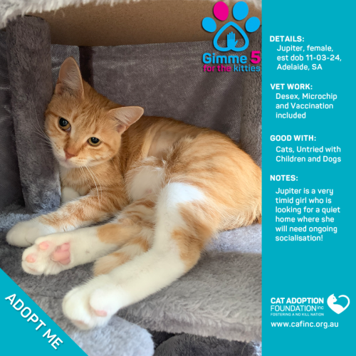 Jupiter Only $80 Fully Vetted!