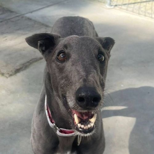 No photo for Smurfette