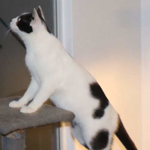 Panda Now available at PET Quarters Broadmeadow 