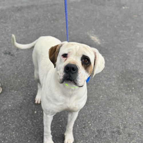 Sasha *$350 Adoption Fee*