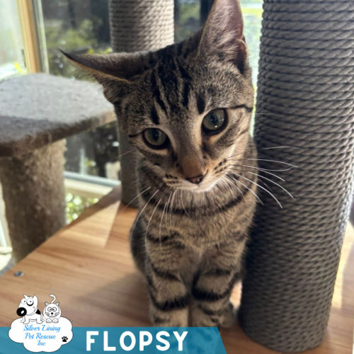 Flopsy