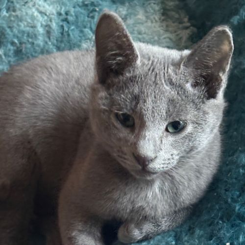 Dallas 🐶🐾🐶💙