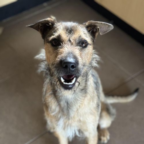 Noah *$250 Adoption Fee*