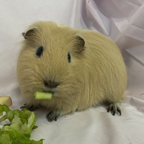 Bok Choy (bonded With Choy Sum)